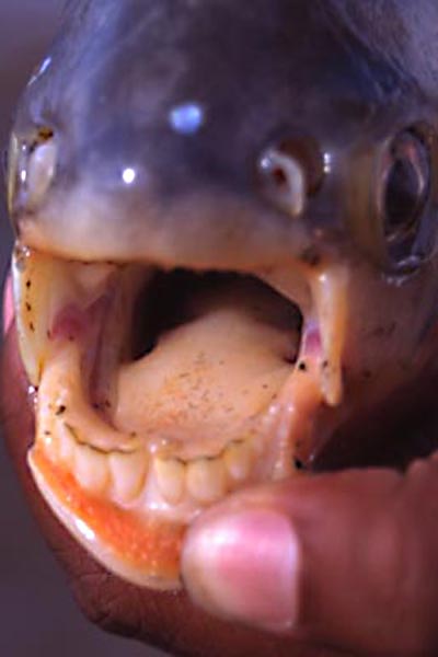 pacu teeth photo pacu teeth photo