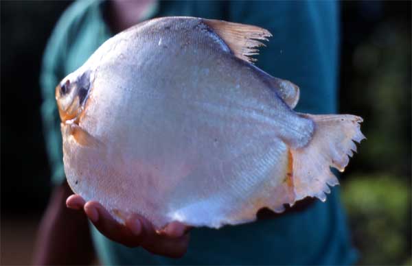 silver dollar fish photo silver dollar fish photo
