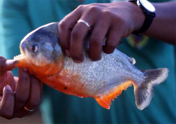 red-bellied piranha photo red-bellied piranha photo