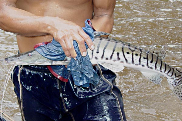tiger catfish photo tiger catfish photo