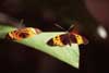 longwing butterflies photo