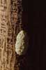 snail eggs photo