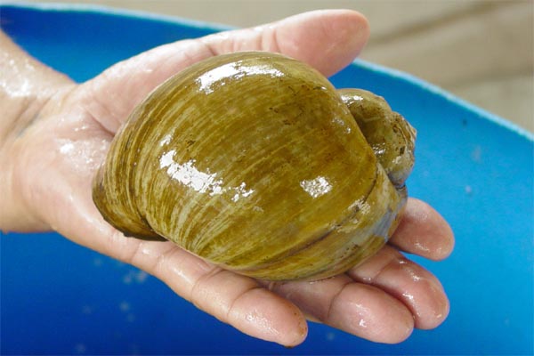 apple snail in hand photo apple snail in hand photo