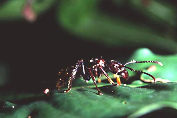bullet ant photo bullet ant photo