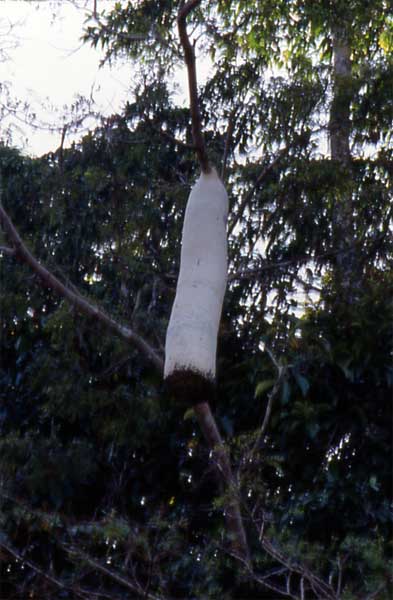 chartergus nest photo chartergus nest photo
