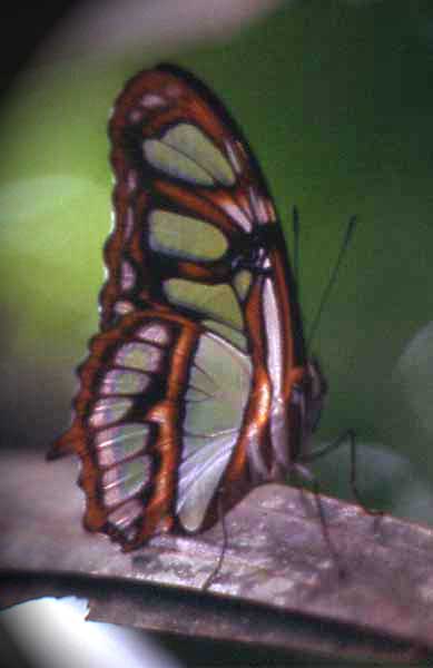 clearwing butterfly photo