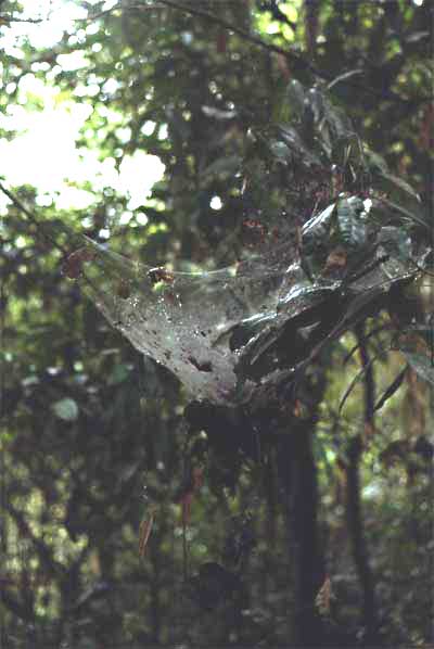 communal spider web photo communal spider web photo