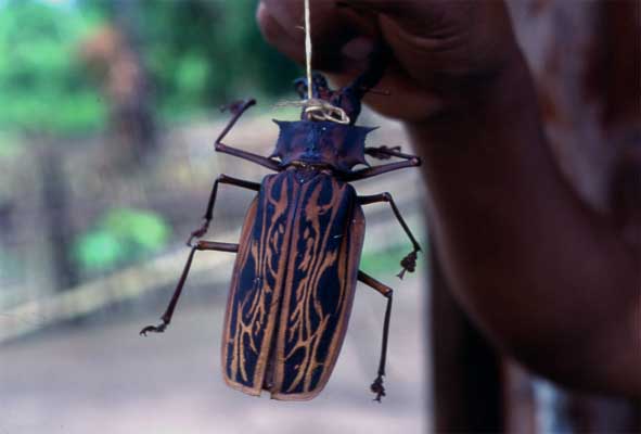 harlequin beetle photo harlequin beetle photo