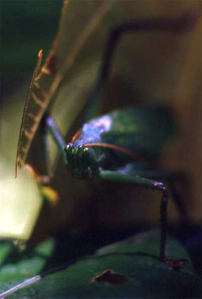 katydid photo katydid photo