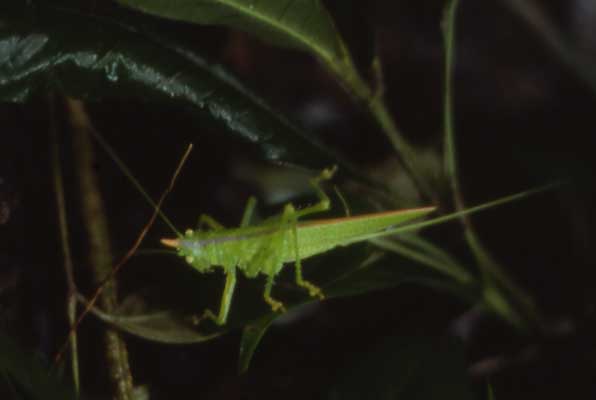katydid photo katydid photo