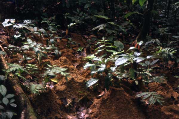 leafcutter ants nests macaw photo leafcutter ants nests photo