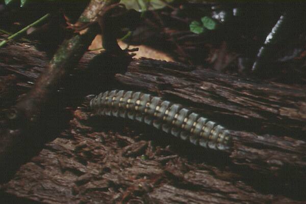 millipede on dead wood photo