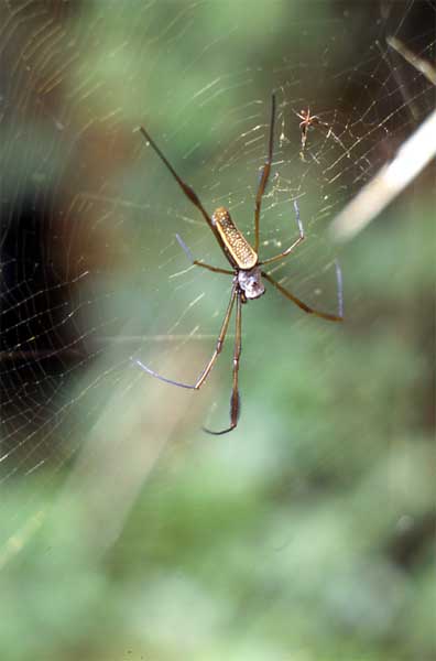 orb weaver spider photo