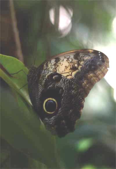 owl butterfly photo owl butterfly photo