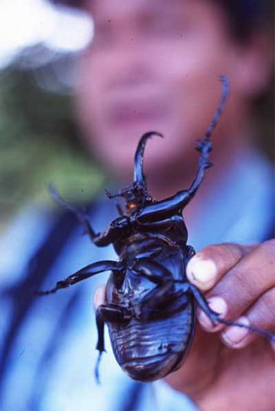 rhinoceros beetle photo rhinoceros beetle photo