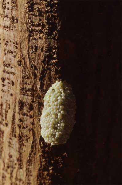 apple snail eggs photo apple snail eggs photo