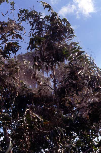 communal spider web photo communal spider web photo