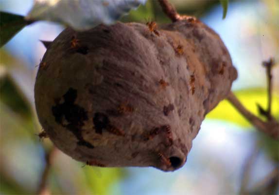 wasp nest photo wasp nest photo