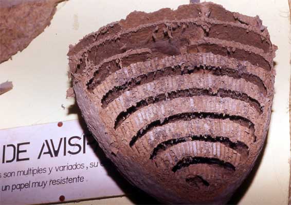 wasp nest cross-section photo wasp nest cross-section photo