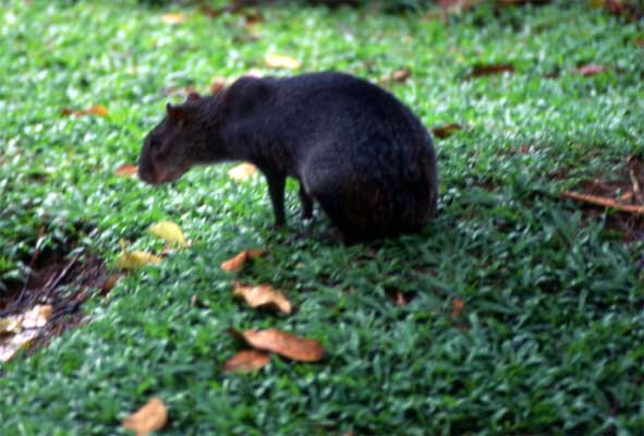 black agouti photo