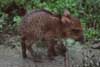 peccary piglet photo