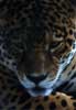 Amazon mammals photos and information