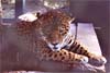 jaguar photo jaguar photo