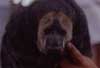 monk saki monkey photo monk saki monkey photo