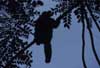 woolly monkey photo woolly monkey photo