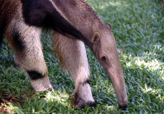 giant anteater photo
