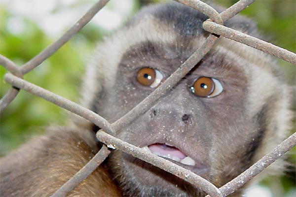 captive monkey photo captive monkey photo
