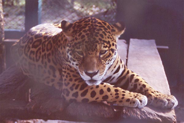 jaguar photo