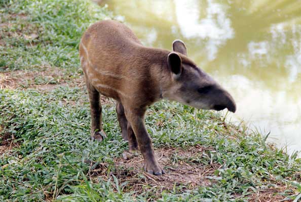juvenile tapir photo juvenile tapir photo