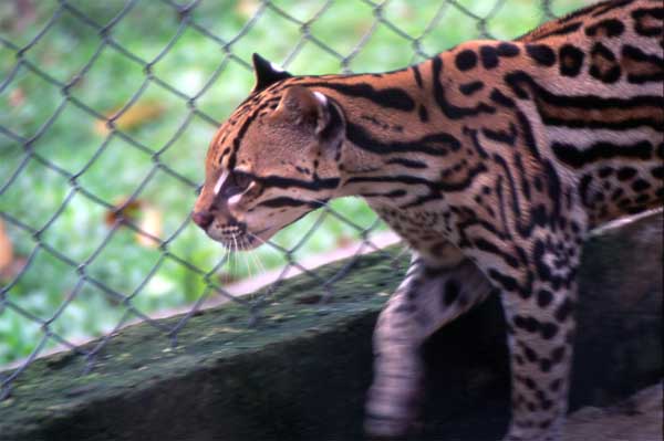 Photo of ocelot Photo of ocelot