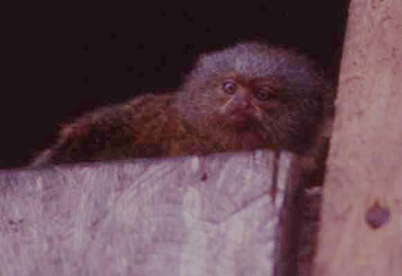 pygmy marmoset photo pygmy marmoset photo