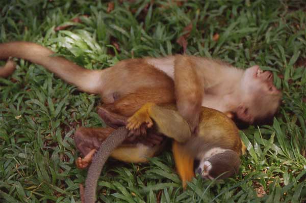 squirrel and capuchin monkey photo squirrel and capuchin monkey photo