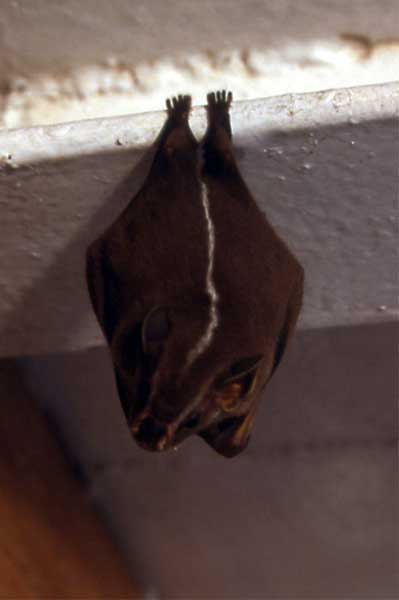 tent making bat photo tent making bat photo