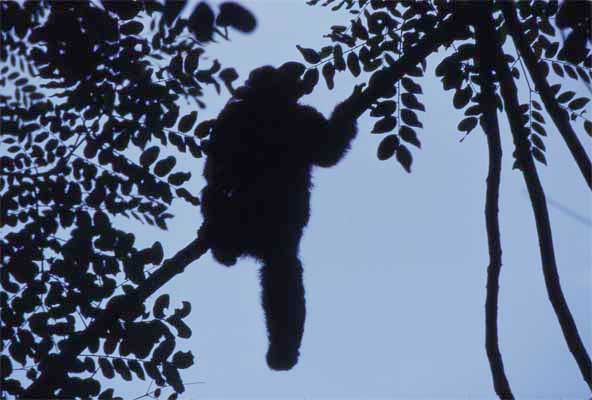 woolly monkey in tree photo