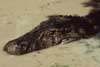Amazon reptiles photos and information