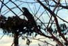 iguana in a branch photo