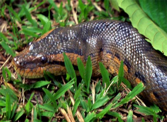 anaconda head photo anaconda head photo