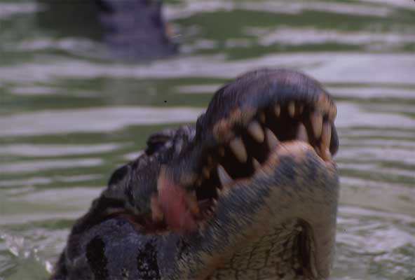 caiman feeding photo