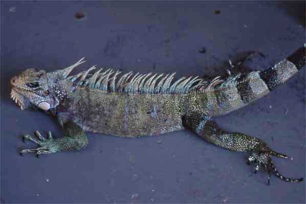 captured iguana photo captured iguana photo