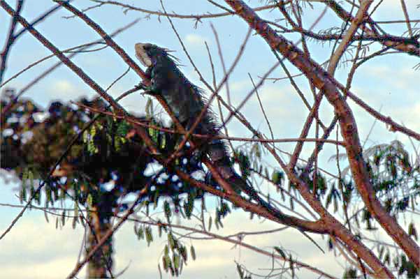 green iguana basking on a branch photo green iguana basking on a branch photo