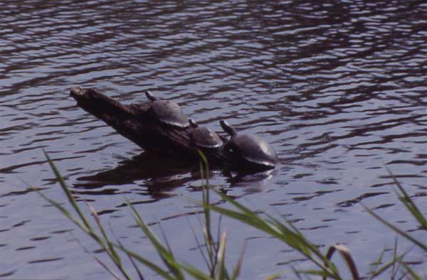 river turtles bask on a branch photo river turtles bask on a branch photo