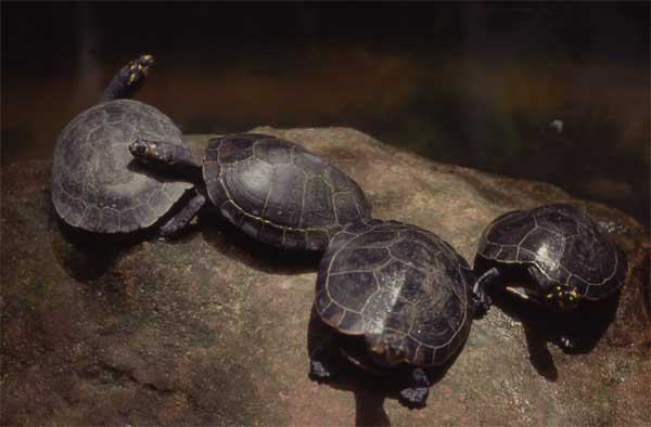 river turtles on rock photo river turtles on rock photo