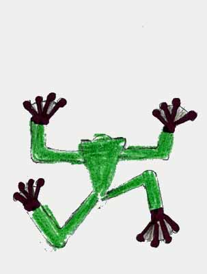 tree frog drawing tree frog drawing