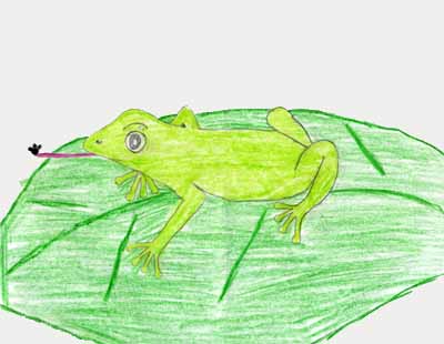 frog on leaf drawing frog on leaf drawing