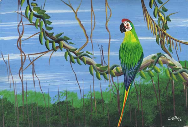 >macaw on vine postcard >macaw on vine postcard