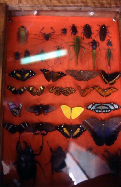 insect collection photo insect collection photo